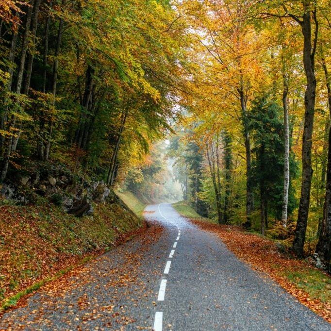 A beautiful scenery of a road in a forest with a lot of colorful autumn trees